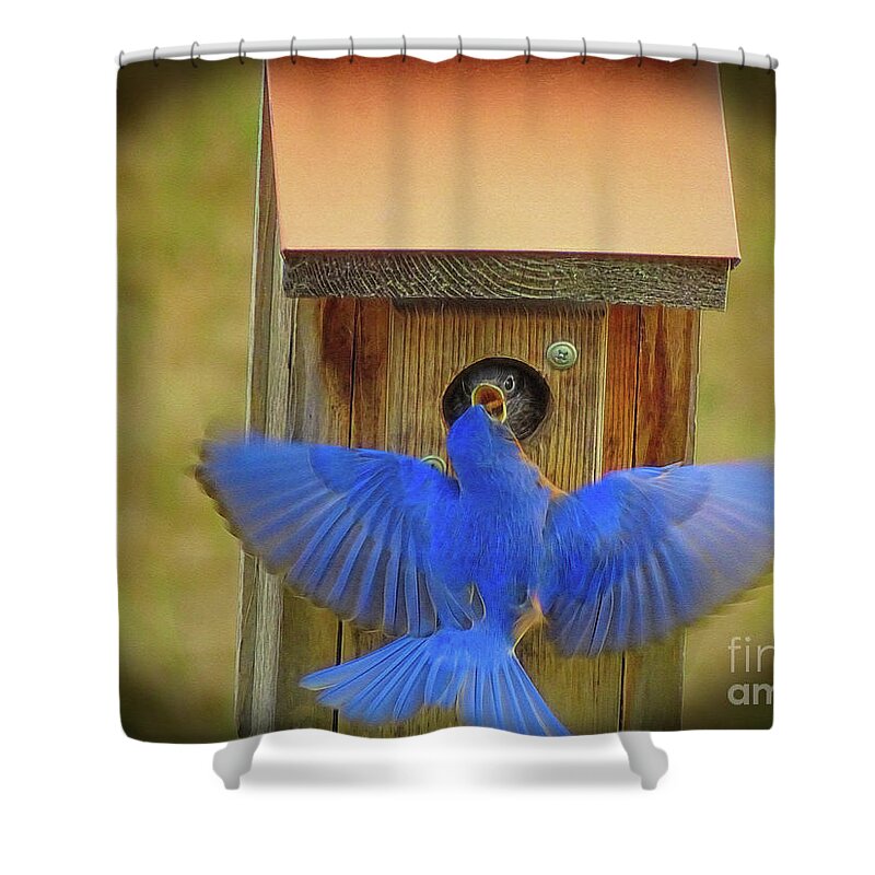 Bluebird Shower Curtain featuring the photograph Baby Bluebird Feeding Time by Sue Melvin