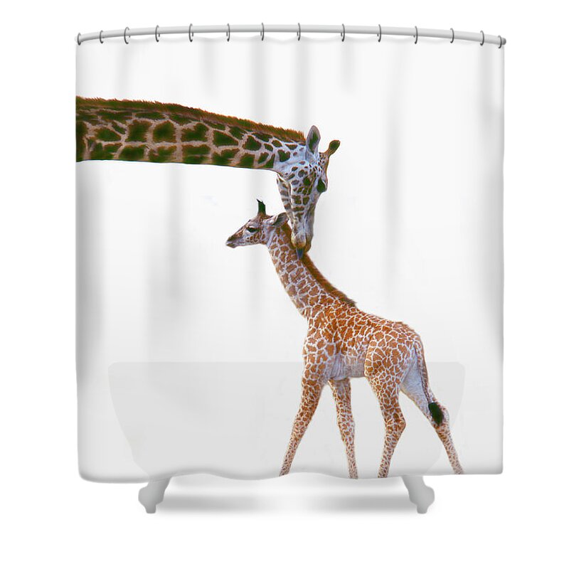 White Background Shower Curtain featuring the photograph Baby Giraffe With Mother by Grant Faint