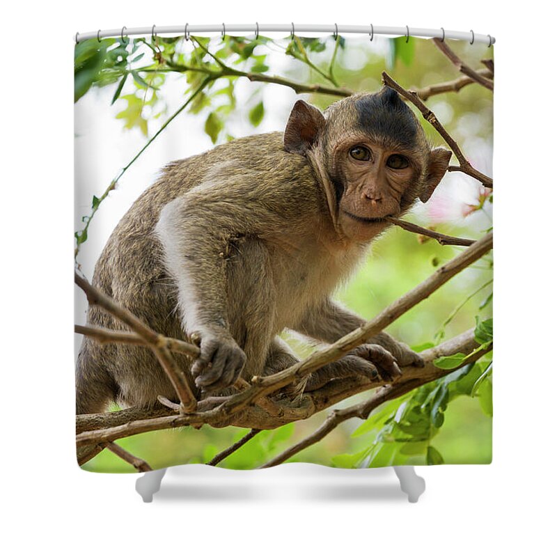 Southeast Asia Shower Curtain featuring the photograph Baby Long Tailed Macaque Macaca by Anders Blomqvist