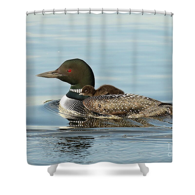 Loon Shower Curtain featuring the photograph Baby on Moms back by Heather King