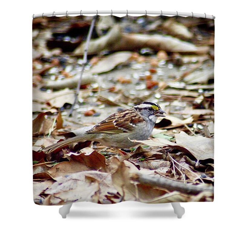 Bird Shower Curtain featuring the photograph Back Yard Buffet by DArcy Evans