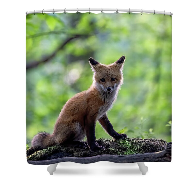 Fox Shower Curtain featuring the photograph Backlit Bandit by James Overesch