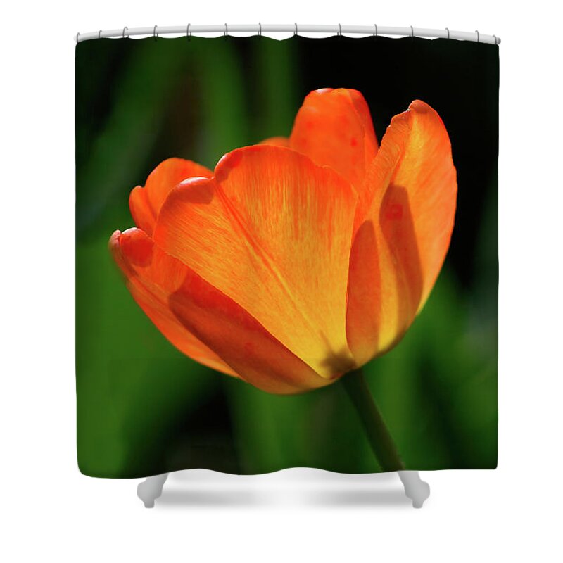 Tulip Shower Curtain featuring the photograph Backlit Tulip by Barry Wills