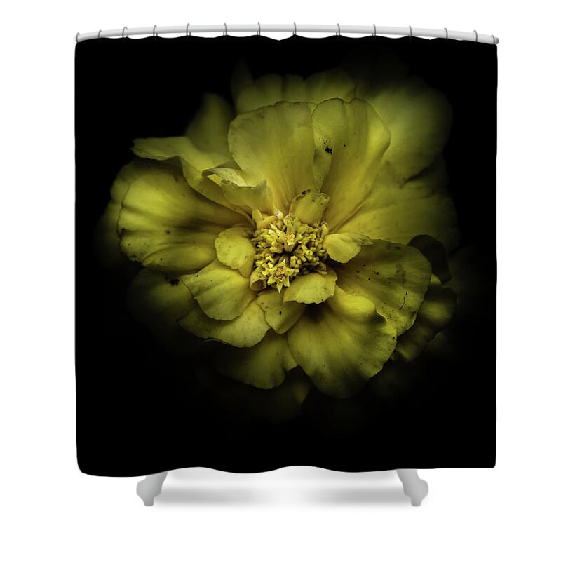 Brian Carson Shower Curtain featuring the photograph Backyard Flowers 41 Color Version by Brian Carson