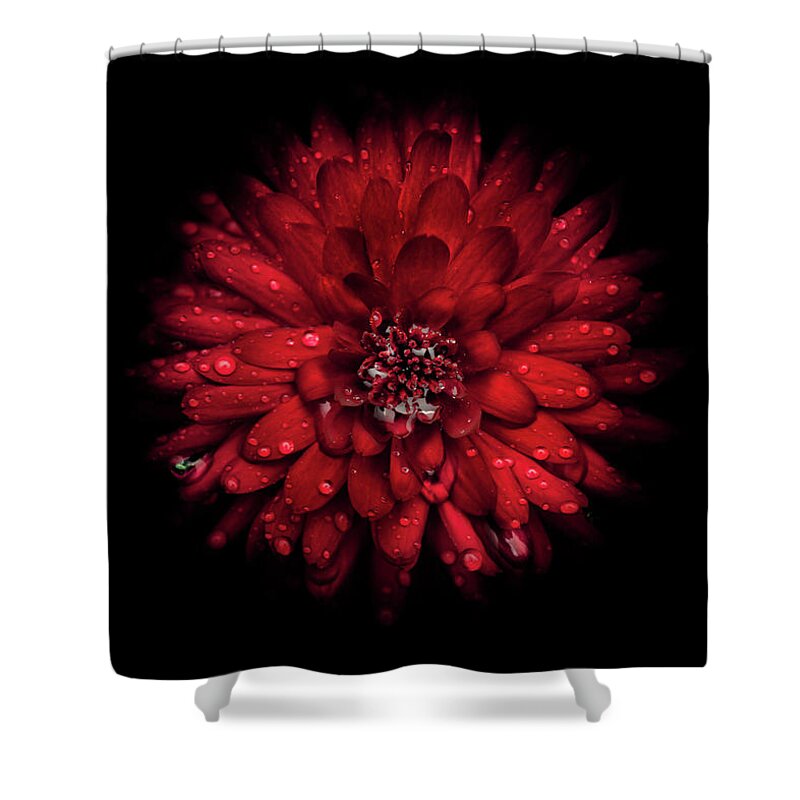 Brian Carson Shower Curtain featuring the photograph Backyard Flowers 45 Color Version by Brian Carson