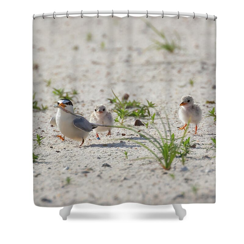 Bird Shower Curtain featuring the photograph Bad Dad by Susan Rissi Tregoning