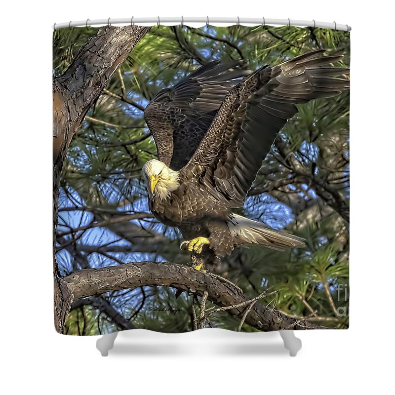 Eagles Shower Curtain featuring the photograph Bald Eagle by DB Hayes