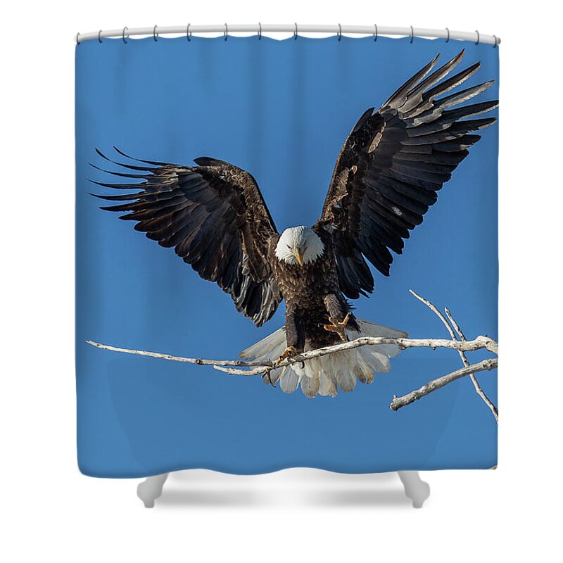Bald Eagle Shower Curtain featuring the photograph Bald Eagle Grabs For Landing by Tony Hake