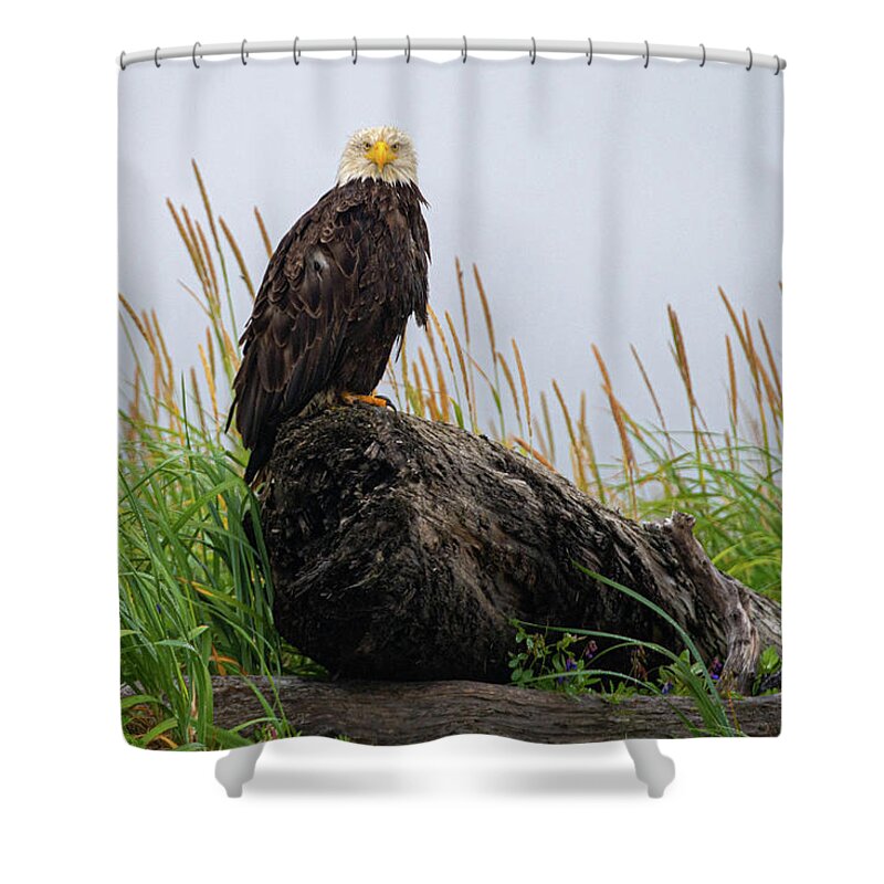 Bald Eagle Shower Curtain featuring the photograph Bald Eagle in Katmai NP by Mark Hunter