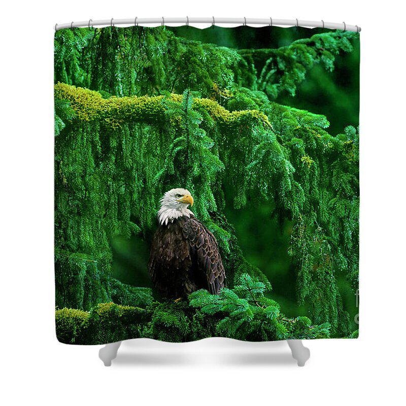 Bald Eagle Shower Curtain featuring the photograph Bald Eagle in Temperate Rainforest Alaska Endangered Species by Dave Welling