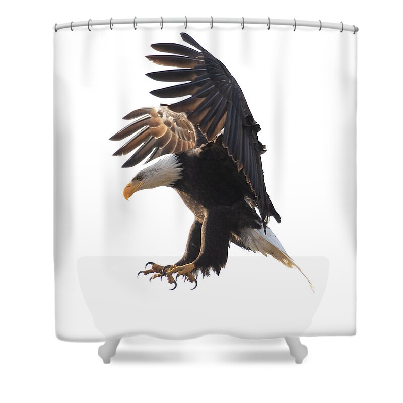 Bald Eagle Shower Curtain featuring the photograph Bald Eagle Landing by Patrick Nowotny