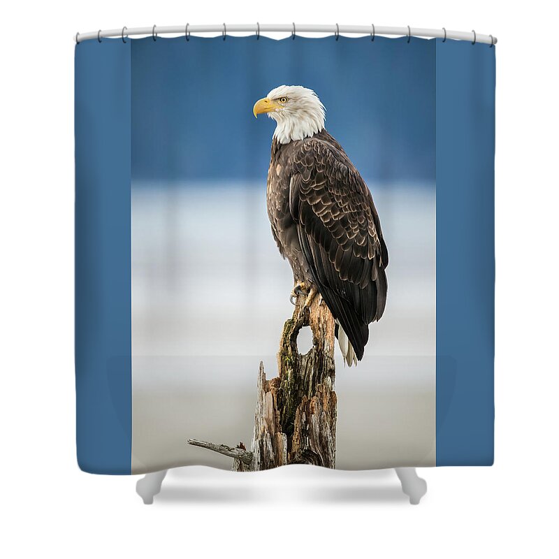 Alaska Shower Curtain featuring the photograph Bald Eagle on Snag by James Capo