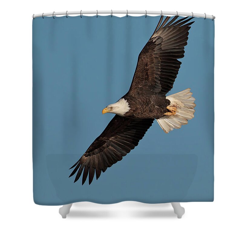Animal Themes Shower Curtain featuring the photograph Bald Eagle by Straublund Photography