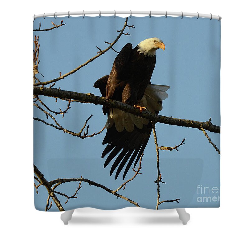 Bald Eagle Shower Curtain featuring the photograph Bald Eagle Stretching by Bob Christopher