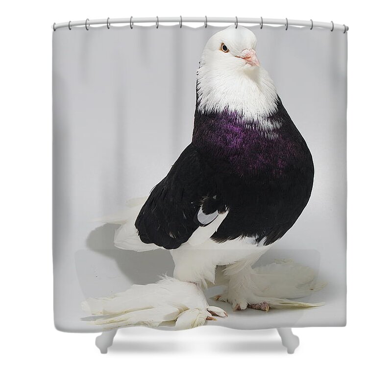 Pigeon Shower Curtain featuring the photograph Bald Headed West of England Tumbler by Nathan Abbott
