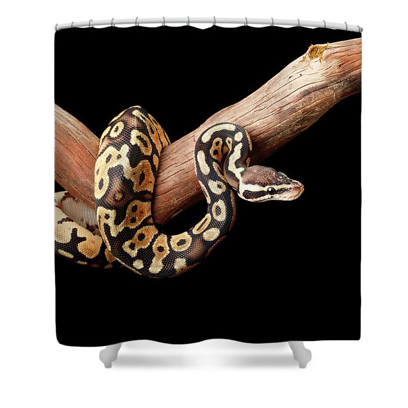 Animals Shower Curtain featuring the photograph Ball Python On Branch by David Kenny