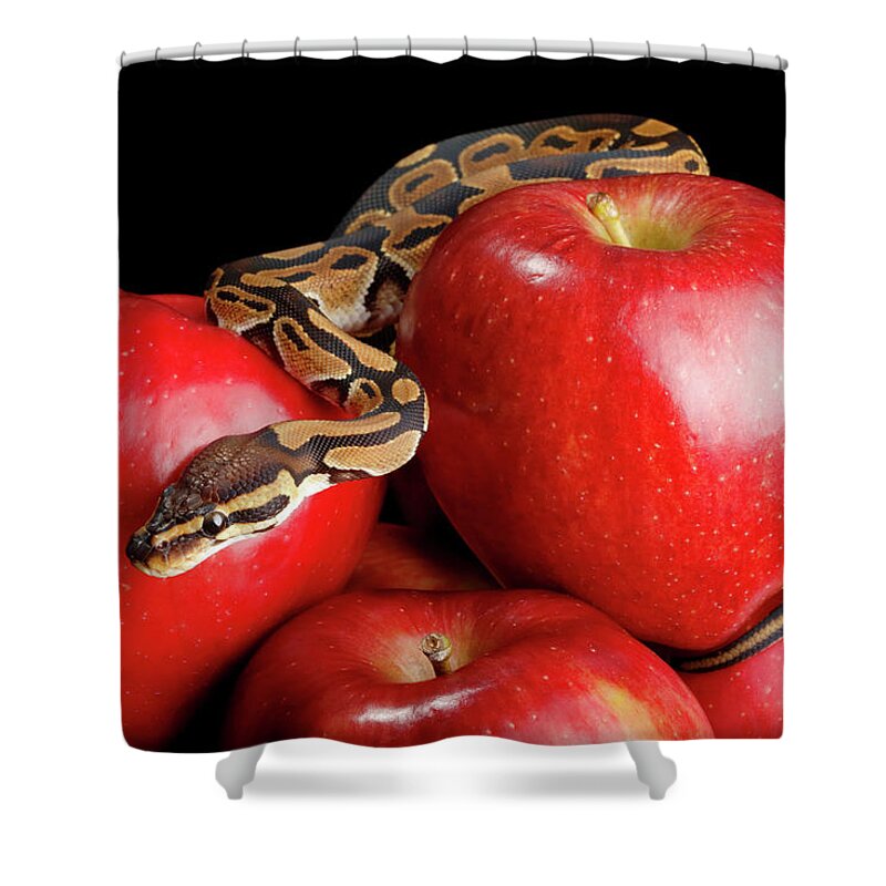 Animals Shower Curtain featuring the photograph Ball Python On Red Apples by David Kenny