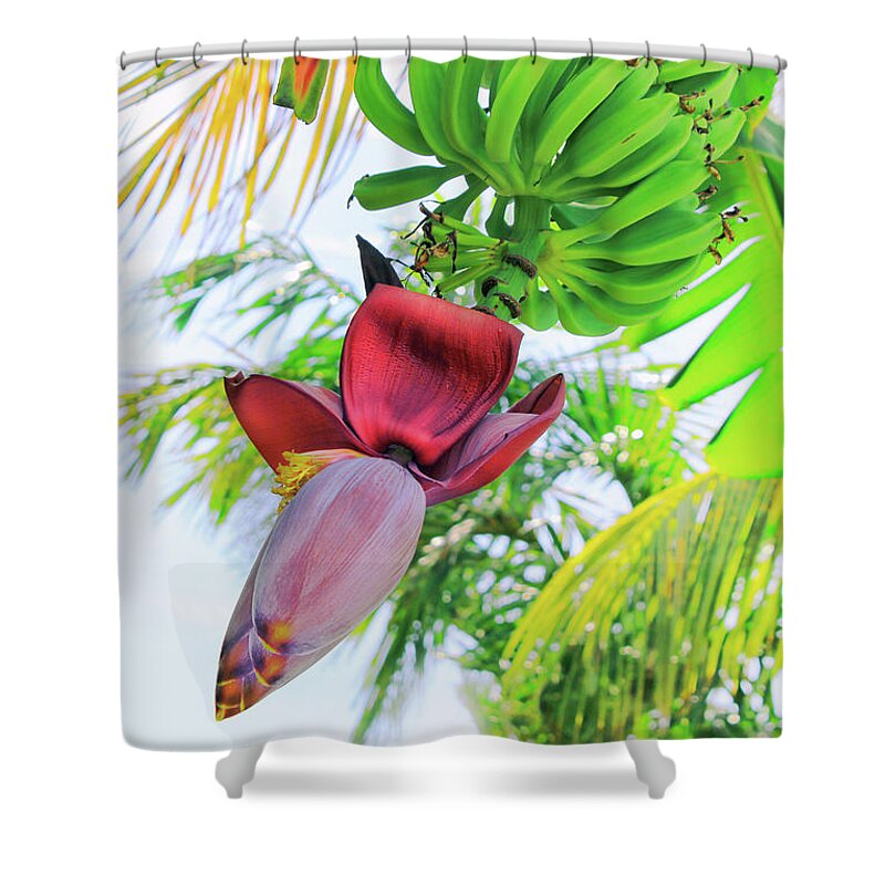 Plant Shower Curtain featuring the photograph Bananeira by Iryna Goodall