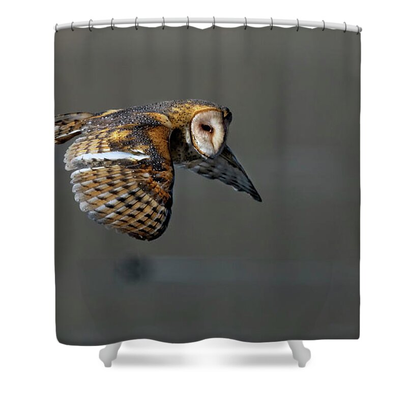 Barn Owl Shower Curtain featuring the photograph Barn Owl in flight 2 by Rick Mosher