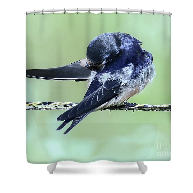Barn Swallow Shower Curtain featuring the photograph Barn Swallow Preening by Amy Porter