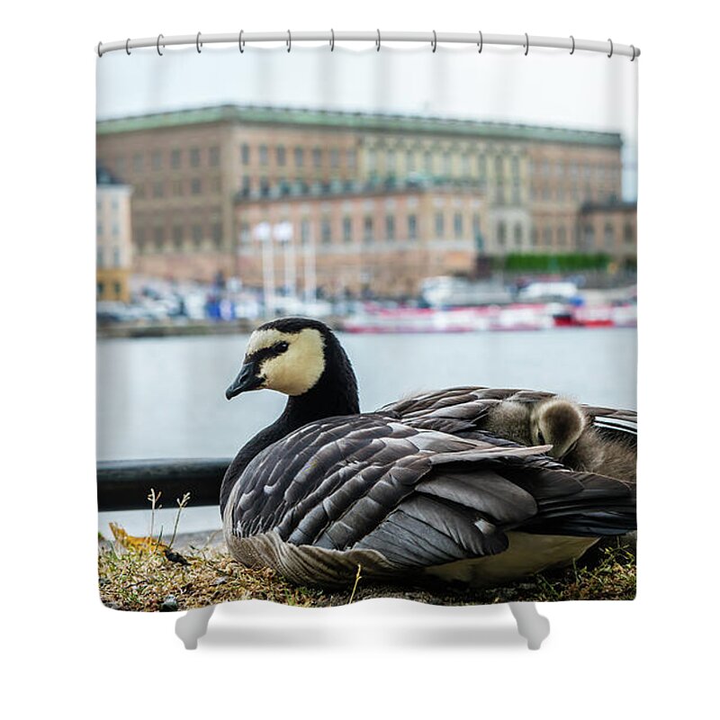 Barnacle Goose Shower Curtain featuring the photograph Barnacle Goose with her three goslings under her wing by Torbjorn Swenelius