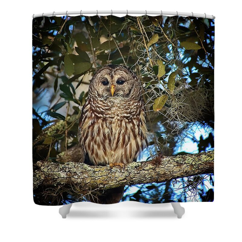 Bird Shower Curtain featuring the photograph Barred Owl 1 by Steve DaPonte