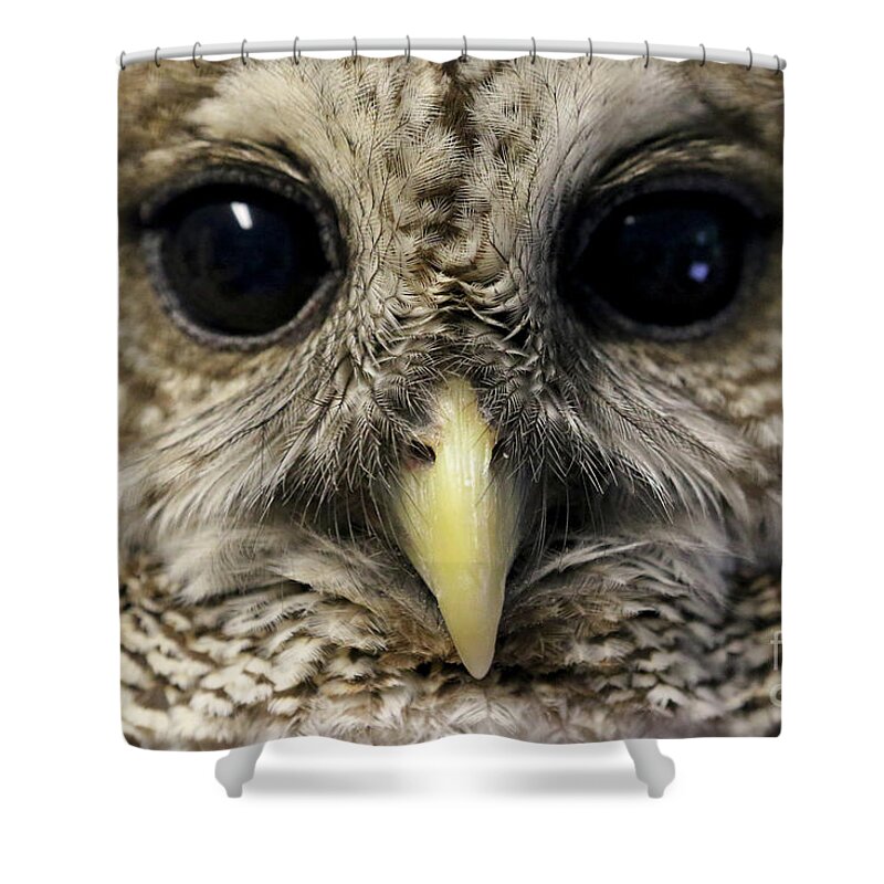 Barred Owl Shower Curtain featuring the photograph Barred Owl by Meg Rousher