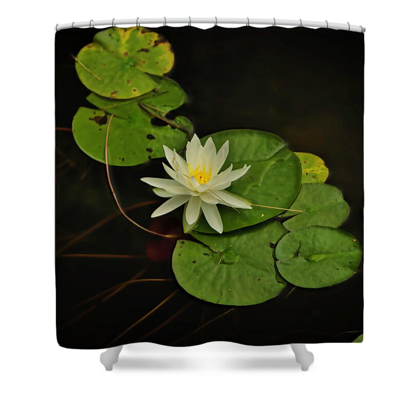 Raw Shower Curtain featuring the photograph Bass Lake Water Lily by Meta Gatschenberger