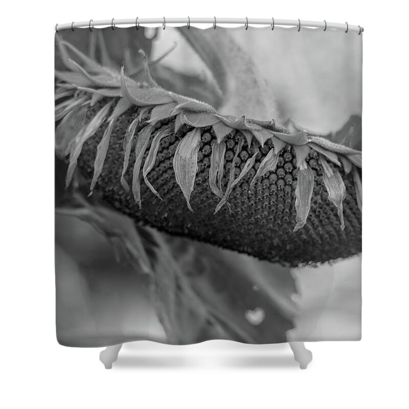 Flower Shower Curtain featuring the photograph Be No More Grayscale by Mary Anne Delgado