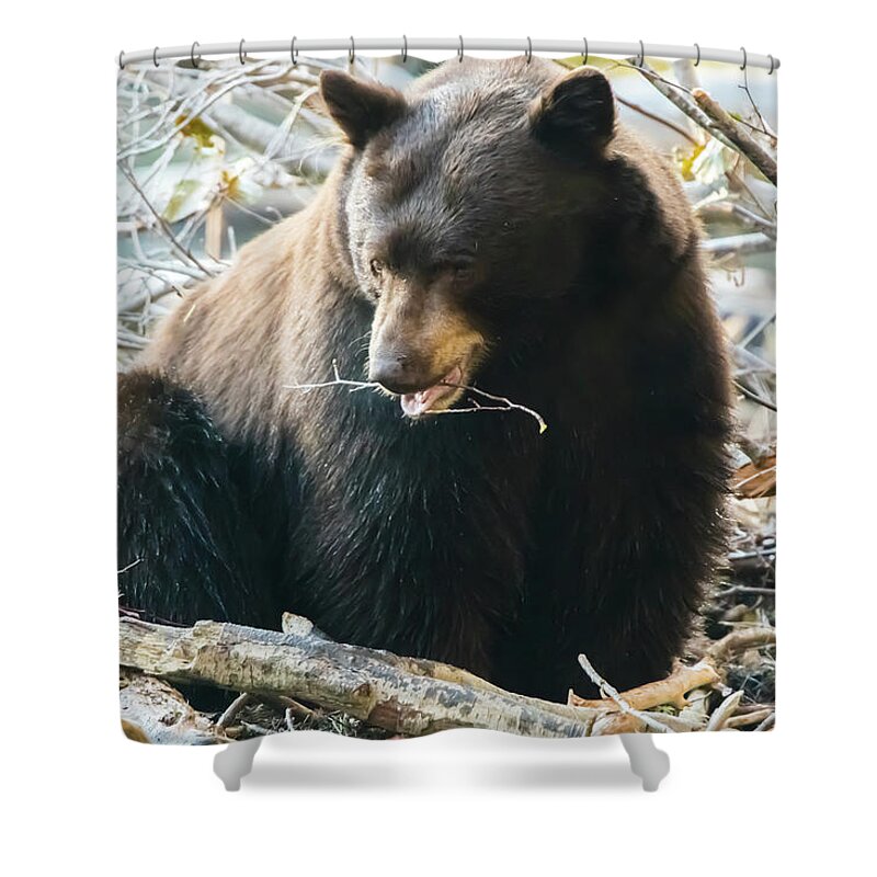 California Shower Curtain featuring the photograph Bear Chewing on Twig by Marc Crumpler