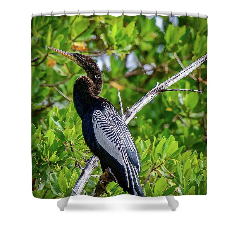 Pose Shower Curtain featuring the photograph Beautiful Anhinga by Susan Rydberg