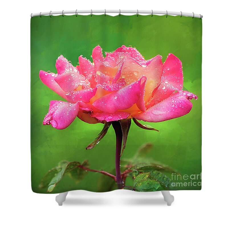 Pink Rose Shower Curtain featuring the photograph Beautiful Two-Tone Rose in the Rain by Anita Pollak