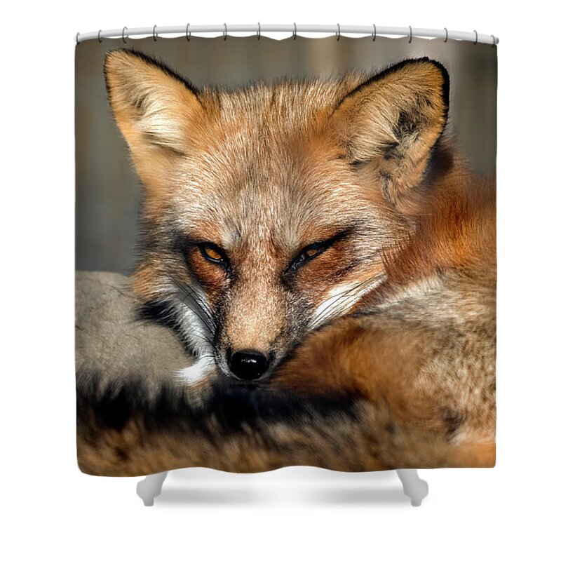 Fox Shower Curtain featuring the photograph Beautiful red fox closeup by Sam Rino