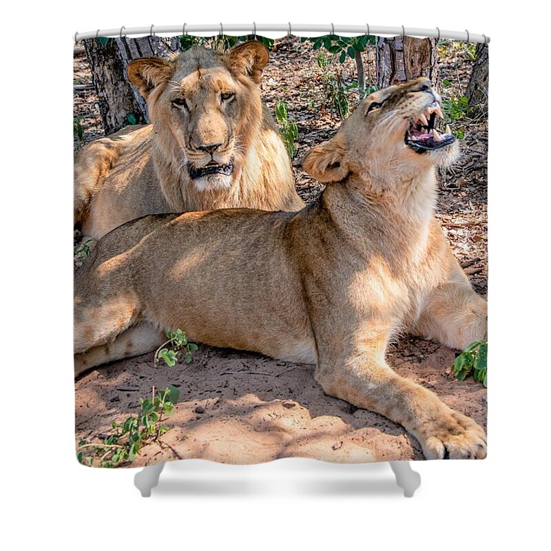 Lions Shower Curtain featuring the photograph Beauty in the African Bush by Marcy Wielfaert