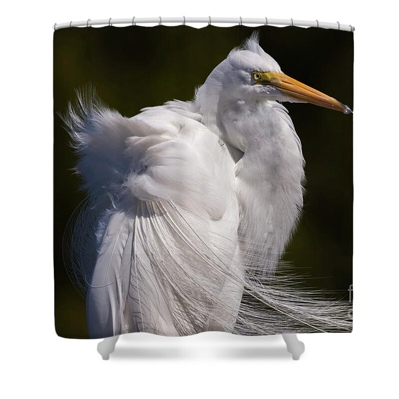 Egrets Shower Curtain featuring the photograph Beauty In The Wind by DB Hayes