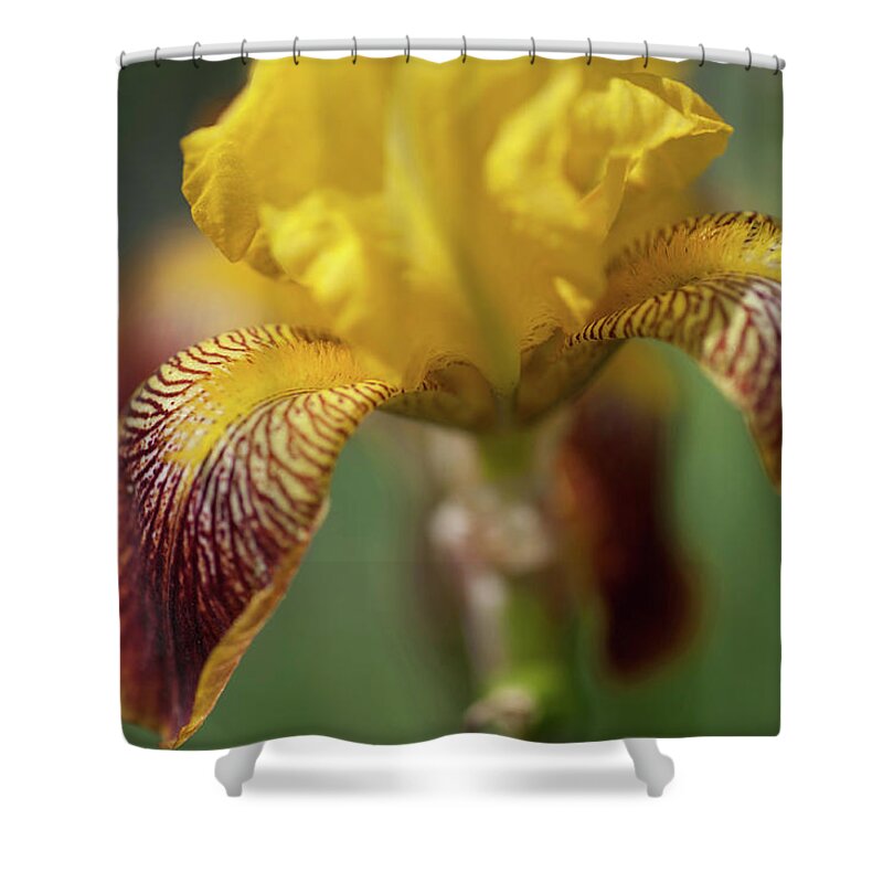 Jenny Rainbow Fine Art Photography Shower Curtain featuring the photograph Beauty of Irises. Maori King by Jenny Rainbow