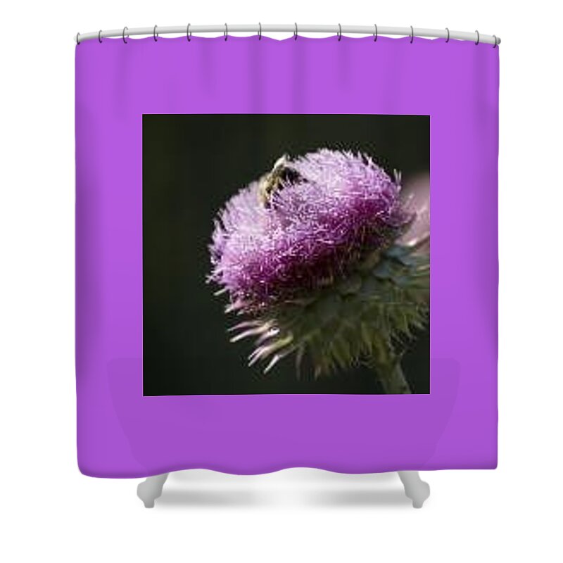 Bee Shower Curtain featuring the photograph Bee On Thistle by Nancy Ayanna Wyatt