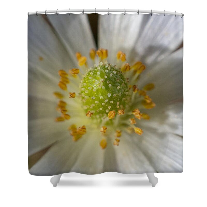 Flower Shower Curtain featuring the photograph Bee Waiting by Ivars Vilums