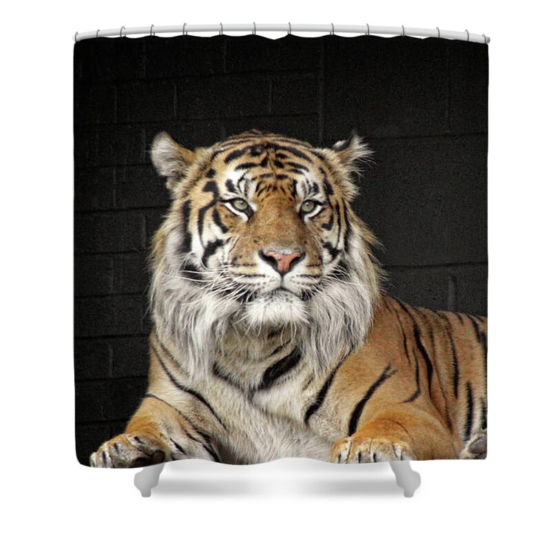 Tiger Shower Curtain featuring the photograph Bengal Tiger by Doc Braham