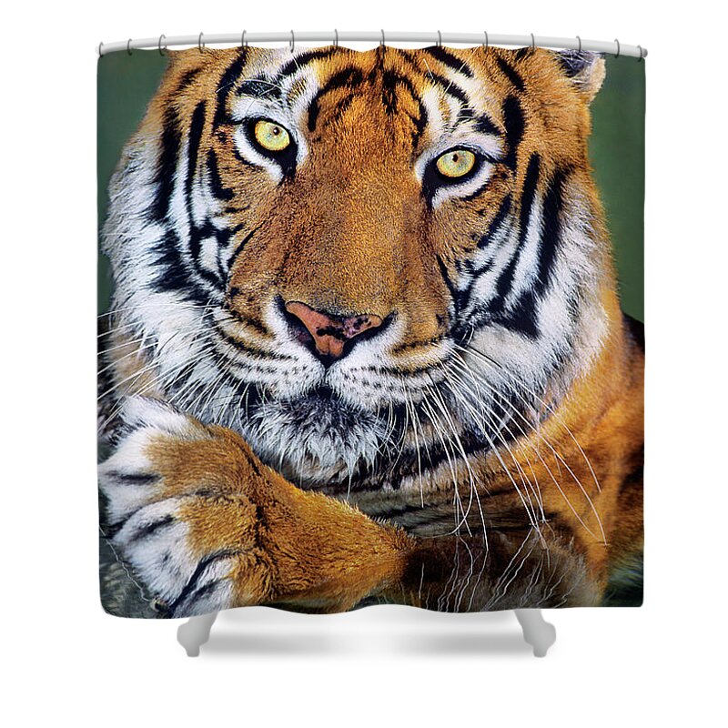 Bengal Tiger Shower Curtain featuring the photograph Bengal Tiger Portrait Endangered Species Wildlife Rescue by Dave Welling