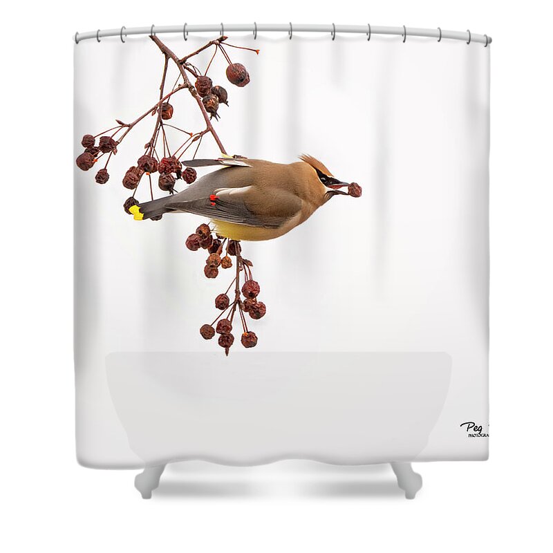 Bird Shower Curtain featuring the photograph Berry in the Beak by Peg Runyan