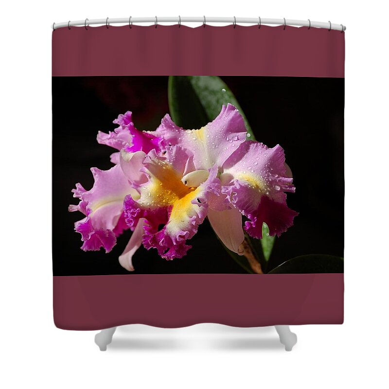 Orchid Shower Curtain featuring the photograph Best Cattleya by Nancy Ayanna Wyatt