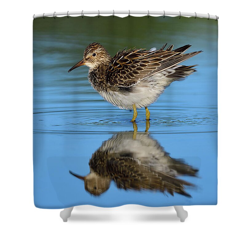 Pectoral Sandpiper Shower Curtain featuring the photograph Best Side by Tony Beck