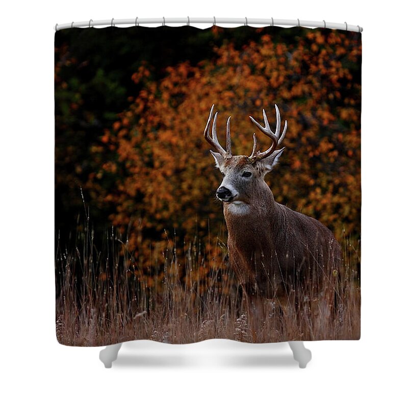 Grass Shower Curtain featuring the photograph Big Buck In Fall - White Tailed Deer by Jim Cumming