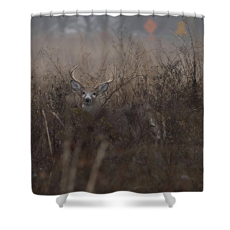 Animal Shower Curtain featuring the photograph Big Buck by Paul Ross