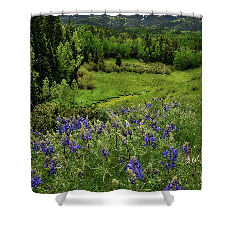 Highway 50 Shower Curtain featuring the photograph Big Cimarron Lupine by Ray Mathis