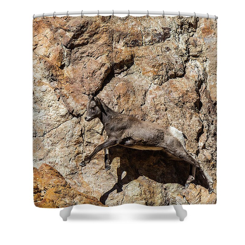 Big Horn Sheep Shower Curtain featuring the photograph Big Horn Mountain Sheep Kid by Stephen Johnson