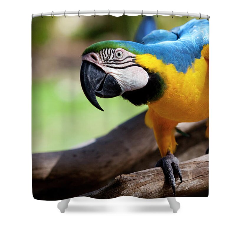 Tropical Rainforest Shower Curtain featuring the photograph Big Parrot by Fds111