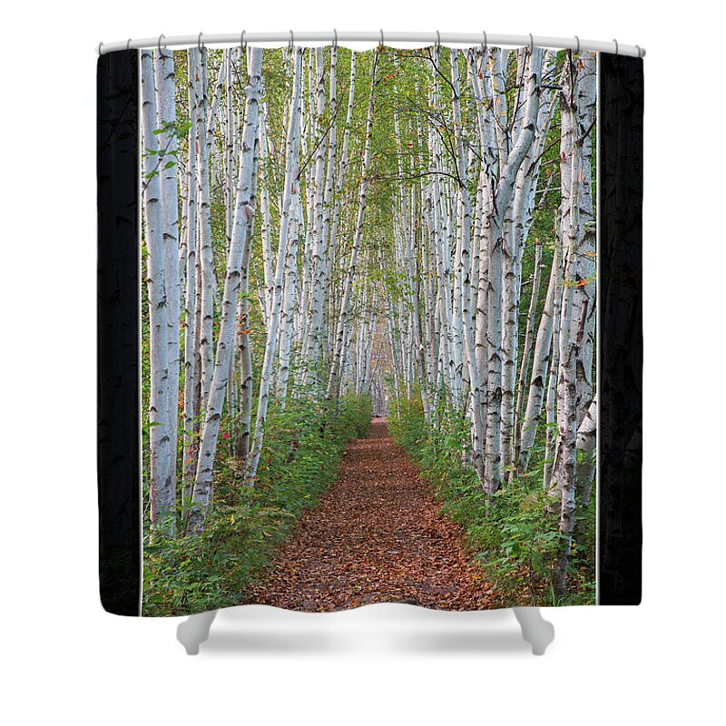 Birch Shower Curtain featuring the photograph Birch Path Art Mat Print by White Mountain Images