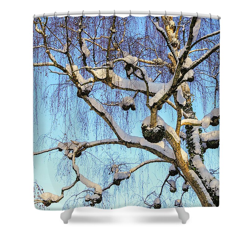 Birch Shower Curtain featuring the photograph Birch tree in snow by Patricia Hofmeester